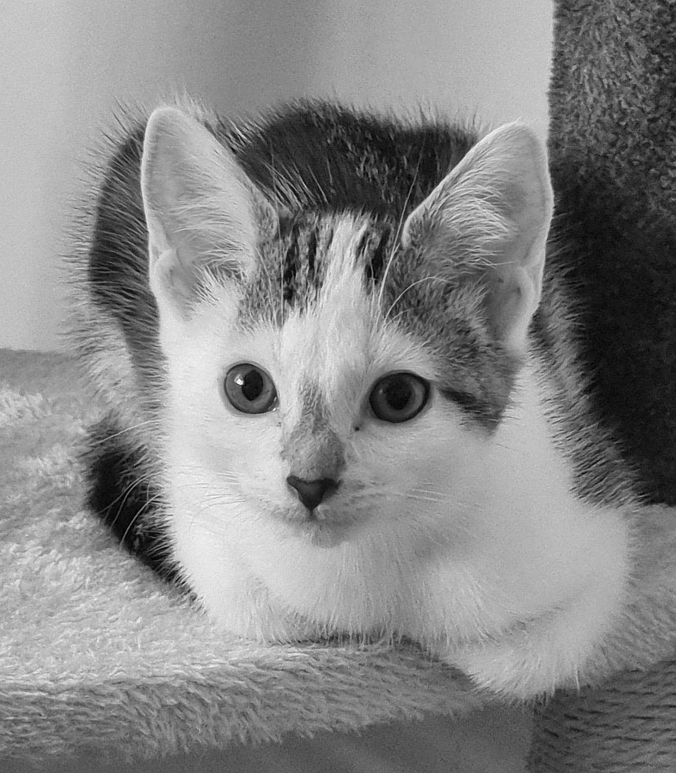 Misty joined the competition — help win amazing prizes! kitten, cat, black_and_white, close_up, animal, pet, feline, fur, whiskers, ears, eyes, resting, soft_texture, indoor, cute, small, portrait, young, looking, curious