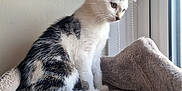 Misty is registered to the contest to win money with this photo: animal, black, cat, cat_tree, curious, cute, daylight, feline, fur, home, indoor, kitten, pet, quiet, resting, side_view, soft_texture, white, window, young_animal