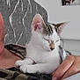 Misty joined the competition — help win amazing prizes! bedroom, camo_clothing, cat, comfort, cozy, dog_painting, feline, hand, headboard, home, indoor, kitten, painting, person, pet, relaxation, resting, sleeping, striped_cat, white_cat