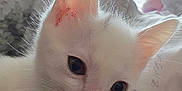 Wispa joined the competition — help win amazing prizes! kitten, cat, white_fur, close_up, pet, animal, cute, whiskers, ears, nose, eyes, indoor, blanket, resting, soft, cozy, young, fur, domestic_cat, portrait
