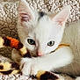 Wispa joined the competition — help win amazing prizes! kitten, white_cat, green_eyes, toy, fuzzy, close_up, pet, cute, playful, paw, fur, indoor, blanket, soft_texture, animal, young, resting, whiskers, claw, curious
