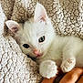 Wispa is registered to the contest to win money with this photo: kitten, cat, white_cat, paw, blanket, texture, cozy, cute, pet, animal, feline, close_up, fur, soft, hand, napping, relaxed, indoor, young, adorable