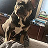 Sif is registered to the contest to win money with this photo: dog, french_bulldog, pet, bed, blanket, dressing_table, books, cap, television, indoor, natural_light, brown_fur, white_chest_marking, cozy, furniture, stacked_books, domestic, animal, resting, portrait