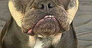 Sif joined the competition — help win amazing prizes! dog, french_bulldog, pet, close_up, portrait, canine, animal, brown_fur, white_chest, ears, face, eyes, nose, whiskers, indoor, cute, muzzle, expression, snout, fur