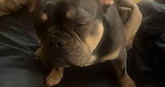 Sif joined the competition — help win amazing prizes! animal, bed, black, blanket, closeup, companion, cozy, cute, dog, domestic, ears, french_bulldog, fur, indoor, pet, pillow, relaxed, resting, sleepy, tan