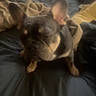 Sif joined the competition — help win amazing prizes! dog, french_bulldog, bed, blanket, pillow, indoor, sleepy, pet, animal, cozy, resting, black, tan, ears, cute, closeup, fur, companion, domestic, relaxed