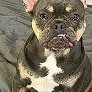 Sif joined the competition — help win amazing prizes! dog, french_bulldog, pet, close_up, indoor, bed, blanket, animal, cute, face, ears, fur, expression, sitting, looking, brown, white, black, portrait, canine
