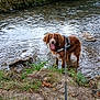 dog, leash, water, stream, grass, rocks, moss, nature, outdoor, animal, canine, brown_dog, happy, tongue_out, forest, riverbank, mossy_wall, greenery, pet, walking
