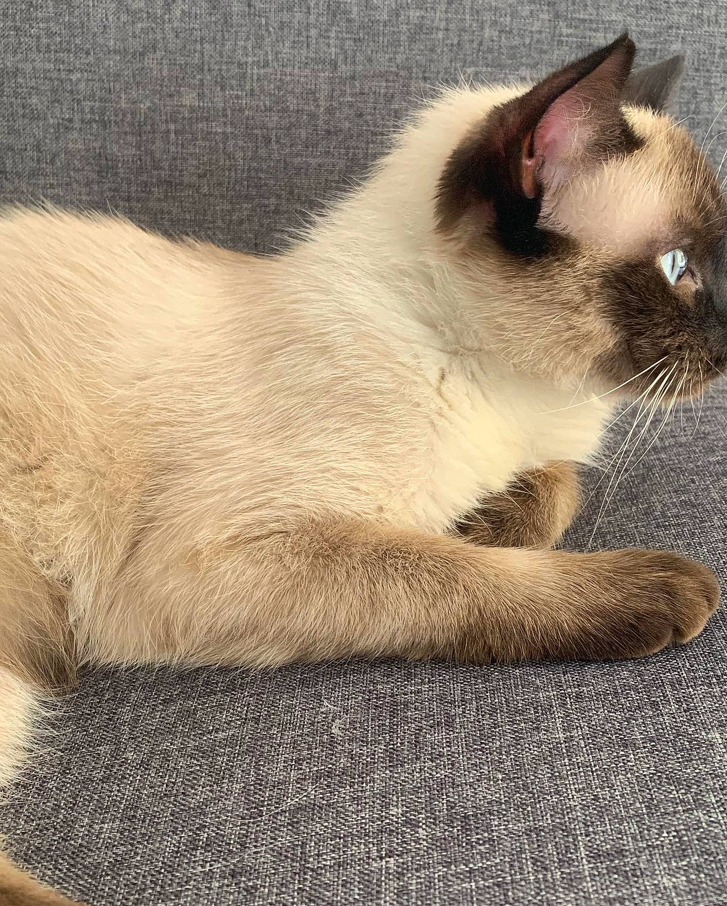 Oups participe au concours pour gagner de l'argent avec cette photo : balinese, birman, carnivore, cat, colorpoint_shorthair, eye, felidae, himalayan, javanese, kitten, mammal, ragdoll, siamese, sky, small_to_medium_sized_cats, snowshoe, thai, tonkinese, vertebrate, whiskers