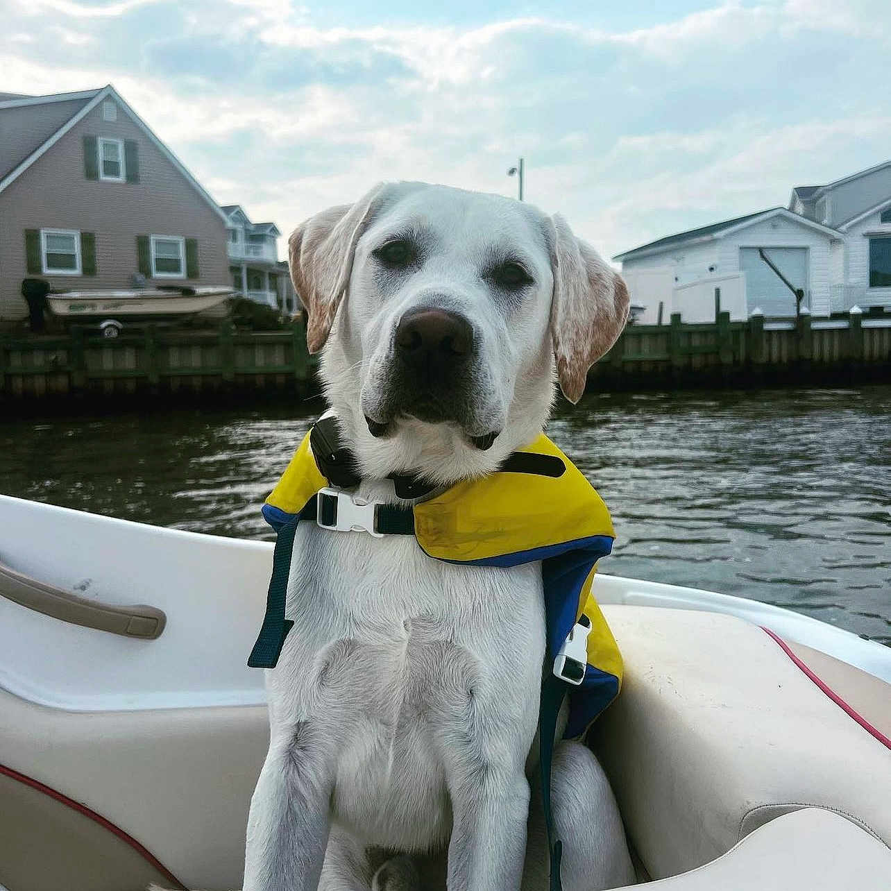 Scout is registered to the contest to win money with this photo: animal, architecture, building, canine, clothing, dog, face, head, lifejacket, neighborhood, outdoors, person, pet, photography, portrait, puppy, shelter, vest, water, waterfront