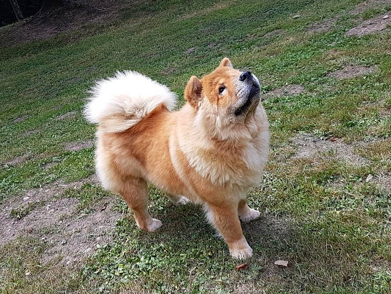 Neptune participe au concours pour gagner de l'argent avec cette photo : ancient_dog_breeds, canidae, carnivore, companion_dog, dog, dog_breed, fawn, fur, german_spitz, german_spitz_klein, german_spitz_mittel, grass, liver, pomeranian, spitz, tail, toy_dog, volpino_italiano, working_animal, working_dog