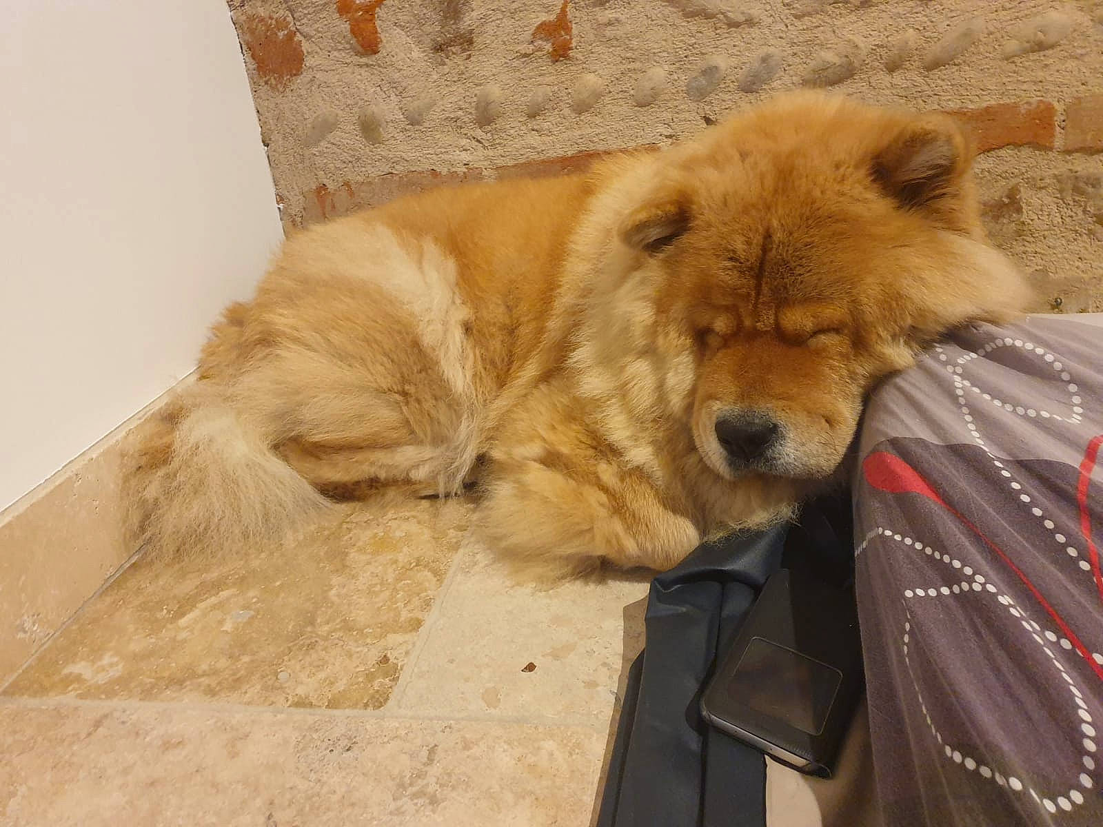 Neptune a rejoint le concours — aidez-le/la à gagner de superbes lots ! ancient_dog_breeds, canidae, carnivore, chow_chow, companion_dog, dog, dog_breed, fawn, fur, giant_dog_breed, non_sporting_group, paw, snout, sporting_group, terrestrial_animal, tree, whiskers, wildlife, working_animal