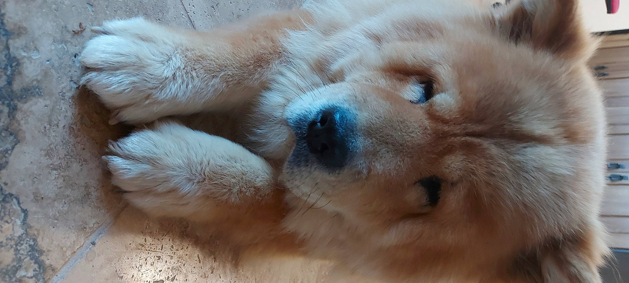 Neptune participe au concours pour gagner de l'argent avec cette photo : canidae, carnivore, claw, close_up, companion_dog, dog, dog_breed, eye, fawn, felidae, fur, non_sporting_group, paw, puppy, snout, sporting_group, terrestrial_animal, whiskers, wildlife, working_animal