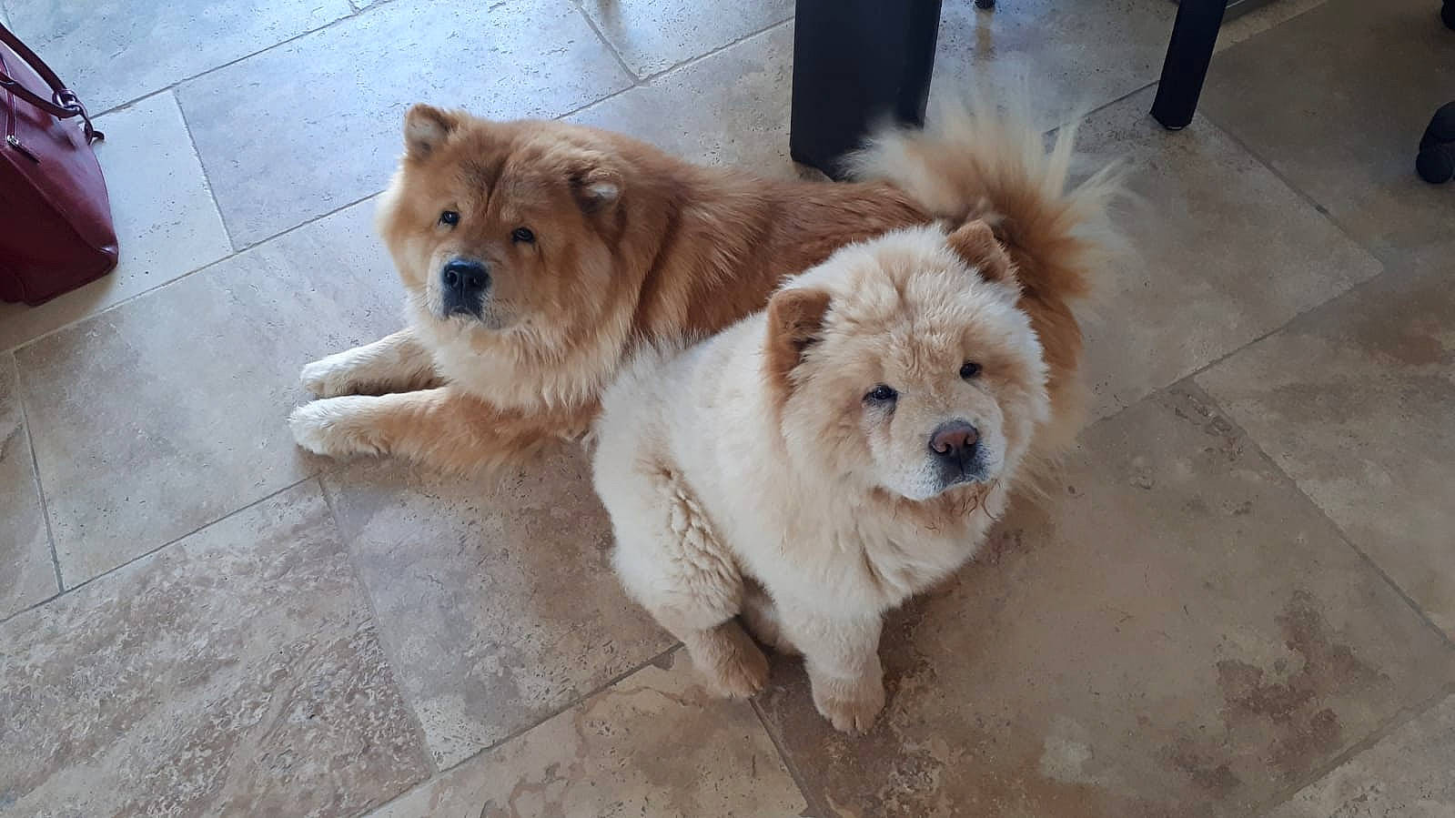 Neptune a rejoint le concours — aidez-le/la à gagner de superbes lots ! ancient_dog_breeds, canidae, carnivore, companion_dog, dog, dog_breed, fawn, firefighter, flooring, fur, non_sporting_group, road_surface, small_terrier, snout, sporting_group, terrestrial_animal, toy_dog, working_animal, working_dog