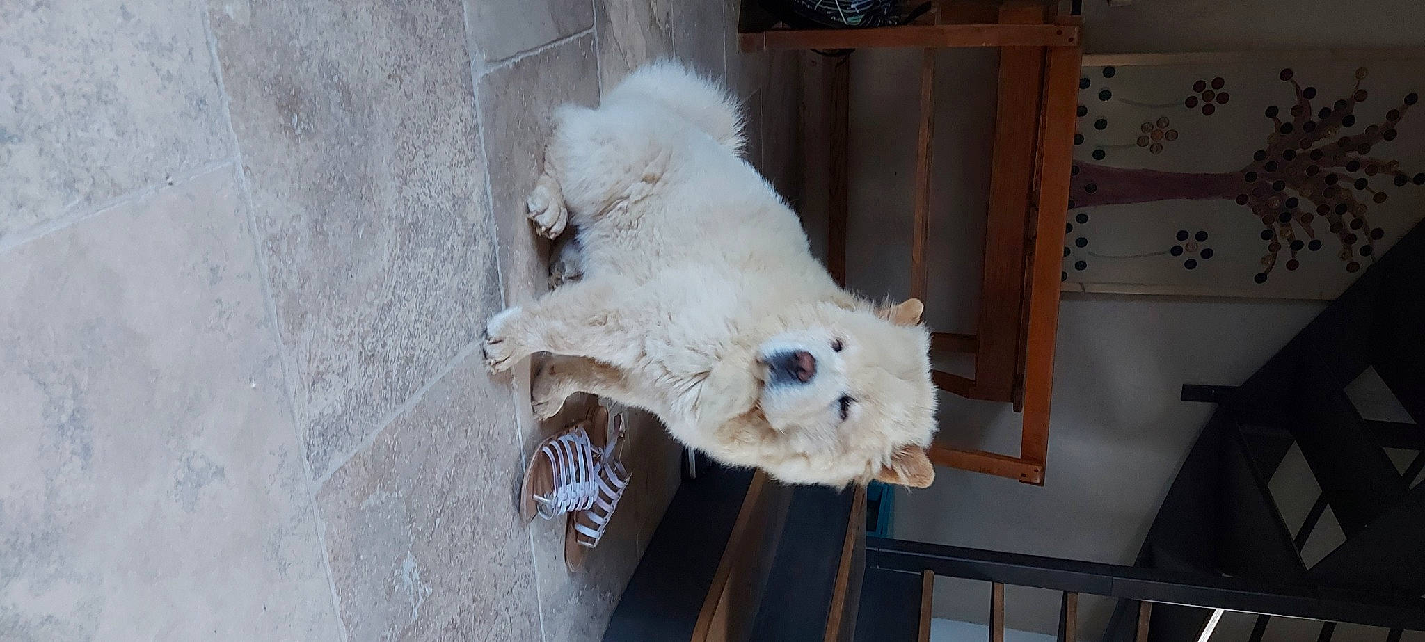 Shiro a rejoint le concours — aidez-le/la à gagner de superbes lots ! cabinetry, camelid, canidae, carnivore, companion_dog, dog, dog_breed, fawn, fur, sheep, sporting_group, stuffed_toy, tail, terrier, tire, toy, toy_dog, wood, wool, working_animal