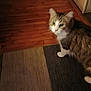 cat, indoor, floor, rug, wooden_floor, pet, animal, curious, feline, brown, white, tabby, house, domestic, looking, walking, home, soft_light, blurred, companion