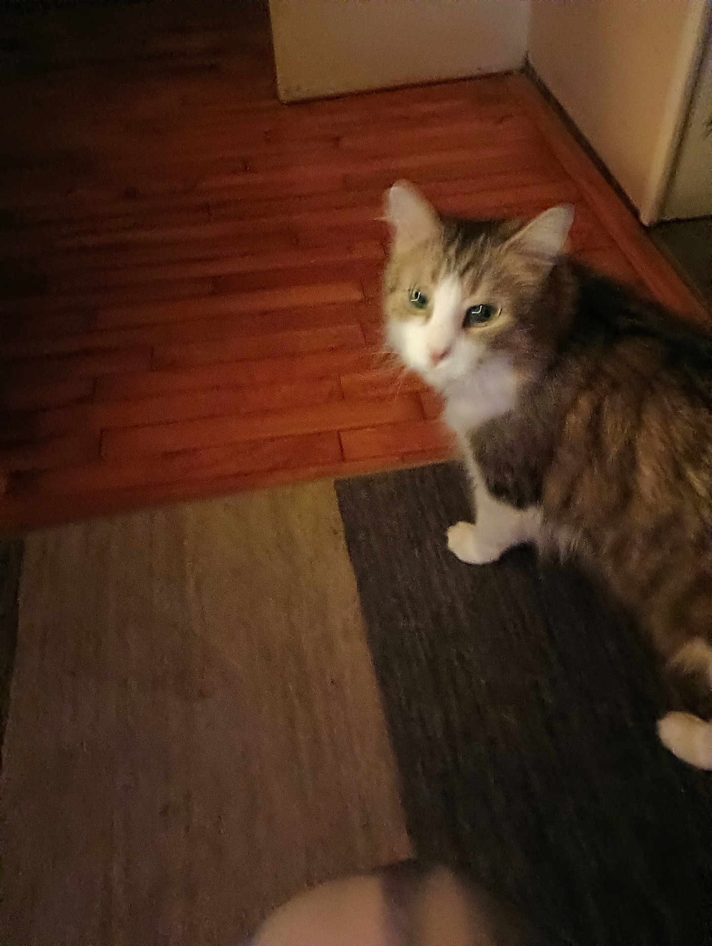 Squeaky joined the competition — help win amazing prizes! cat, indoor, floor, rug, wooden_floor, pet, animal, curious, feline, brown, white, tabby, house, domestic, looking, walking, home, soft_light, blurred, companion