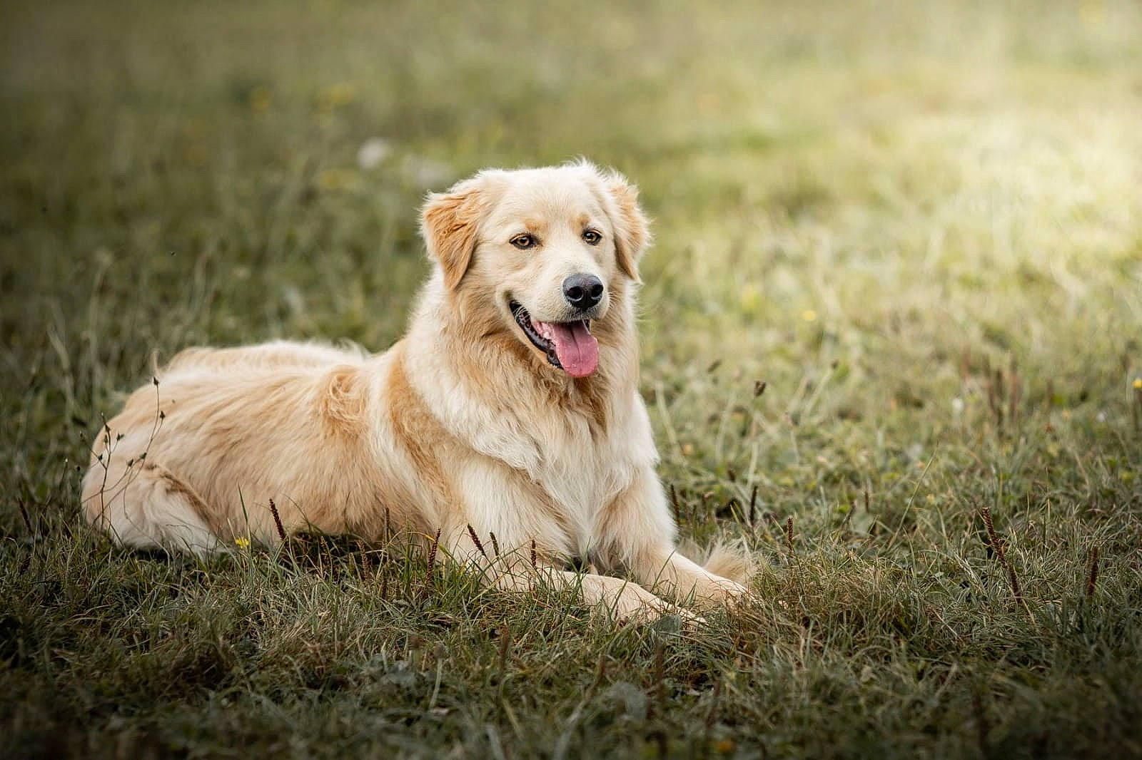 R J a rejoint le concours — aidez-le/la à gagner de superbes lots ! canidae, carnivore, companion_dog, dog, dog_breed, fur, grass, grassland, gun_dog, happy, plant, prairie, snout, sporting_group, tree, working_dog