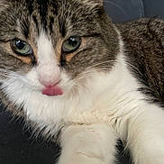 Mooshka joined the competition — help win amazing prizes! brown_fur, cat, close_up, couch, cute, face, feline, fluffy, green_eyes, indoor, nose, paw, pet, portrait, relaxed, sofa, tabby_cat, tongue_out, whiskers, white_fur