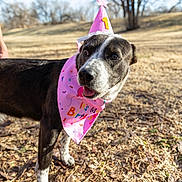 Mocha joined the competition — help win amazing prizes! dog, birthday_hat, birthday_bandana, outdoor, sunny, grass, leaves, pet, canine, animal, celebration, festive, cute, tongue_out, black_and_white, happy, nature, daylight, park, one_year_old