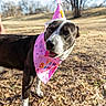 dog, birthday_hat, birthday_bandana, outdoor, sunny, grass, leaves, pet, canine, animal, celebration, festive, cute, tongue_out, black_and_white, happy, nature, daylight, park, one_year_old
