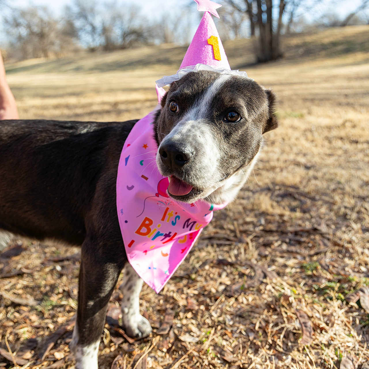 Mocha joined the competition — help win amazing prizes! dog, birthday_hat, birthday_bandana, outdoor, sunny, grass, leaves, pet, canine, animal, celebration, festive, cute, tongue_out, black_and_white, happy, nature, daylight, park, one_year_old