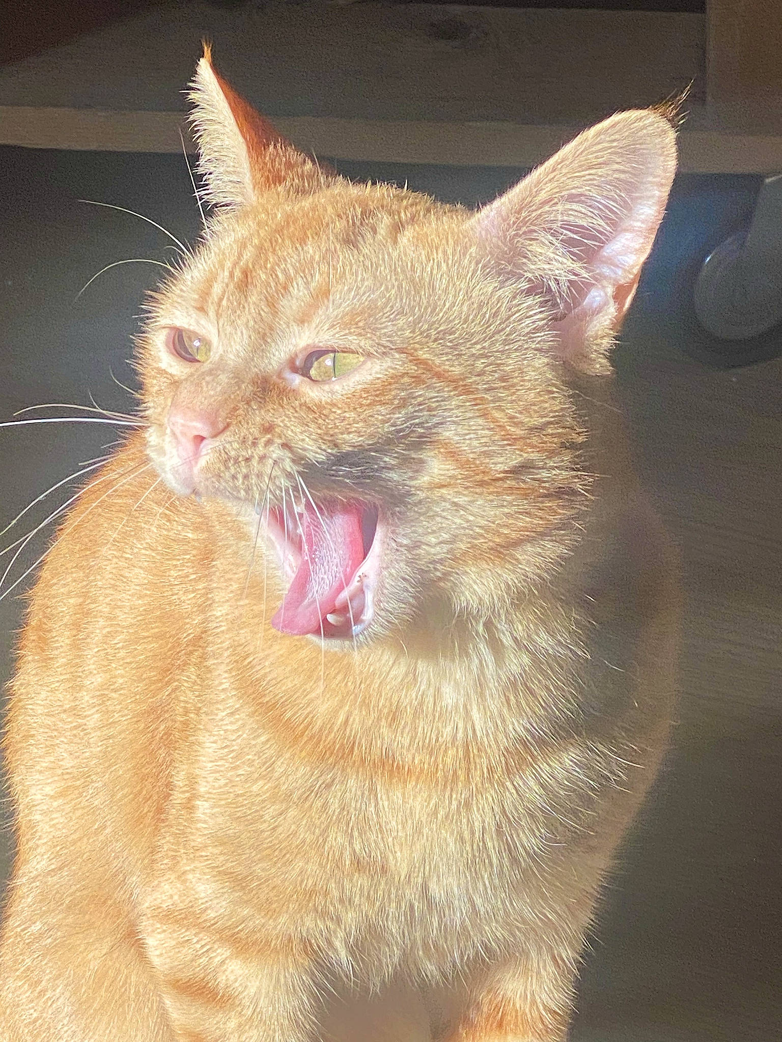 Tao a rejoint le concours — aidez-le/la à gagner de superbes lots ! carnivore, cat, claw, domestic_short_haired_cat, eye, fang, fawn, felidae, fur, paw, small_to_medium_sized_cats, snout, tail, terrestrial_animal, whiskers, wildlife, window, yawn