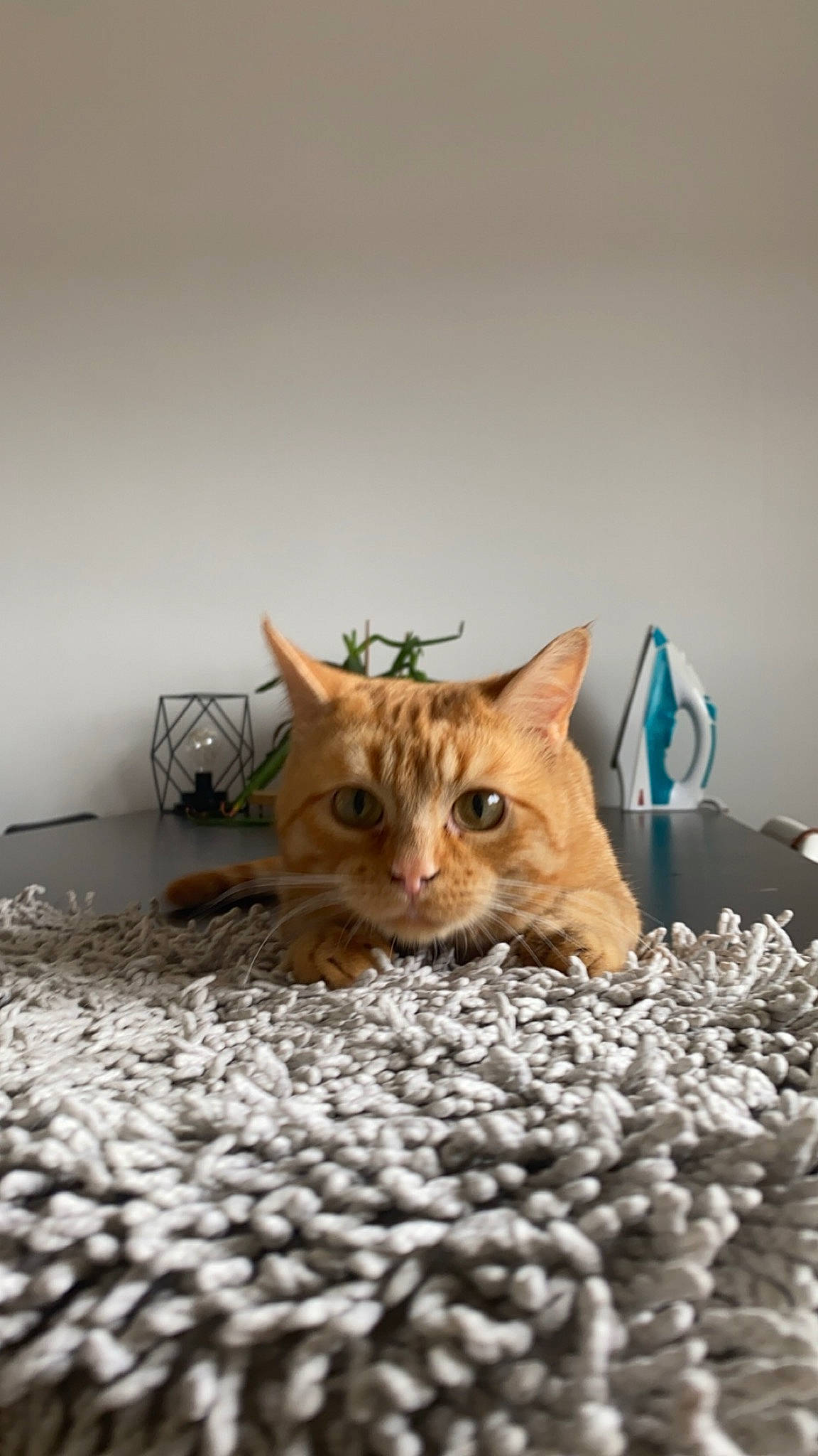 Tao a rejoint le concours — aidez-le/la à gagner de superbes lots ! carnivore, cat, cat_food, cat_supply, comfort, domestic_short_haired_cat, fawn, felidae, flooring, fur, paw, pet_supply, room, small_to_medium_sized_cats, snout, tail, terrestrial_animal, whiskers, wildlife, wood