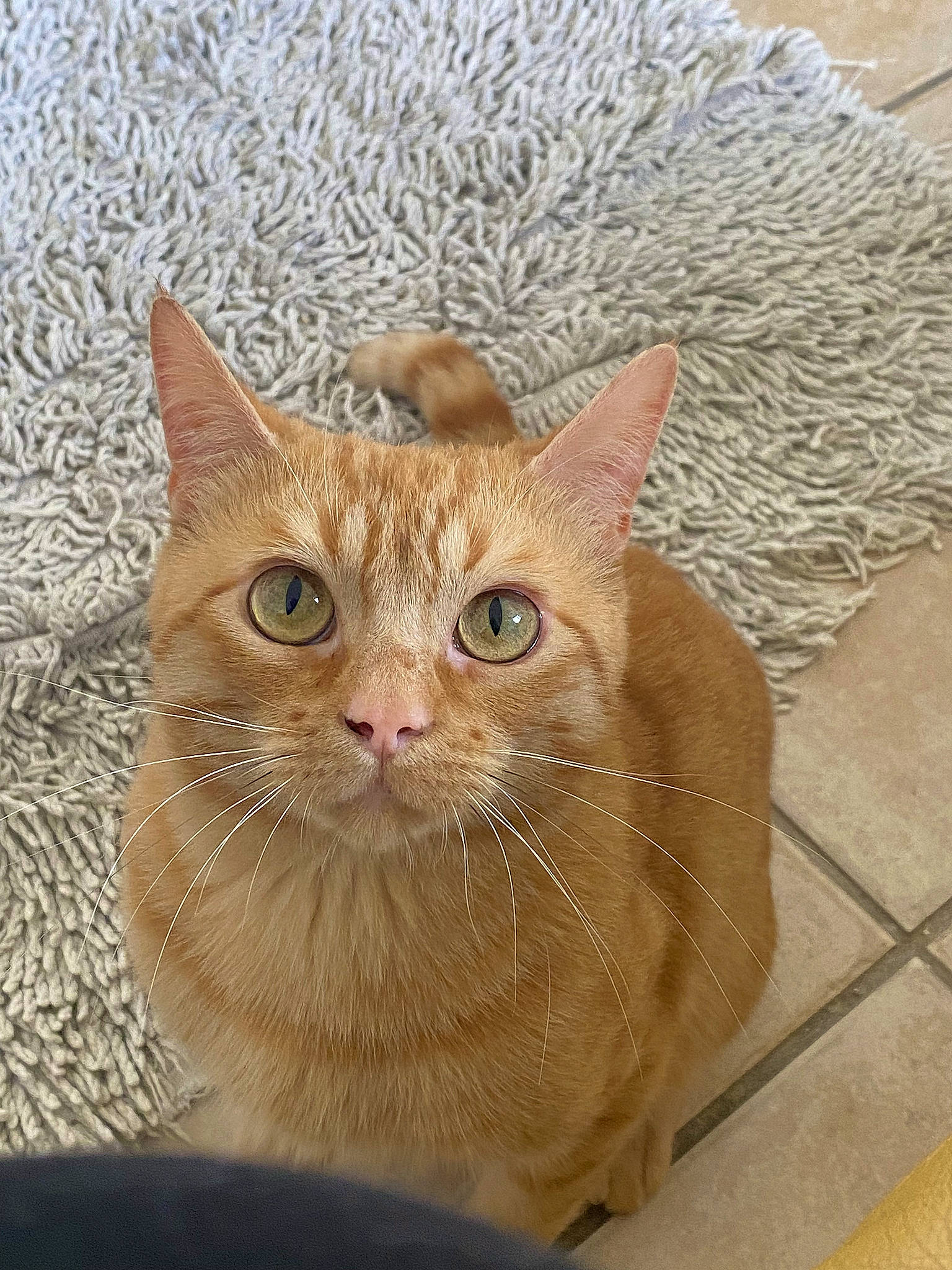 Tao a rejoint le concours — aidez-le/la à gagner de superbes lots ! carnivore, cat, domestic_short_haired_cat, fawn, felidae, flooring, fur, hardwood, small_to_medium_sized_cats, snout, tail, terrestrial_animal, whiskers, window, wood