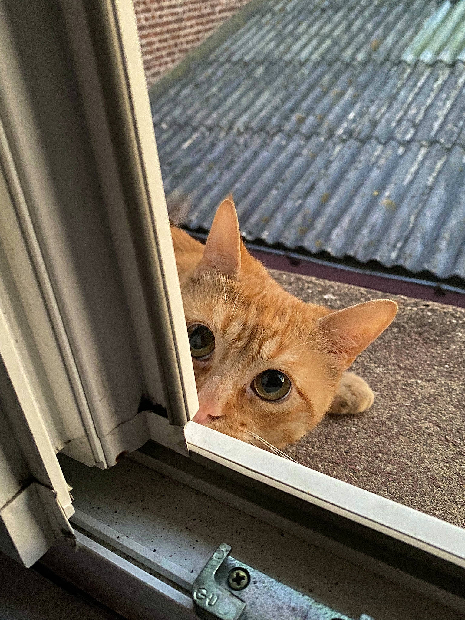 Tao participe au concours pour gagner de l'argent avec cette photo : carnivore, cat, daylighting, domestic_short_haired_cat, eye, fawn, felidae, fur, metal, paw, room, small_to_medium_sized_cats, snout, tail, tints_and_shades, tree, whiskers, wildlife, window, wood