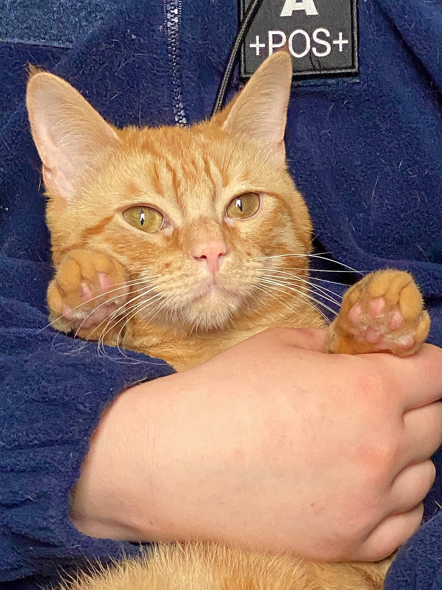 Tao participe au concours pour gagner de l'argent avec cette photo : carnivore, cat, claw, domestic_short_haired_cat, electric_blue, fawn, felidae, finger, foot, fur, gesture, hand, nail, paw, sleeve, small_to_medium_sized_cats, thumb, whiskers, window, wrist