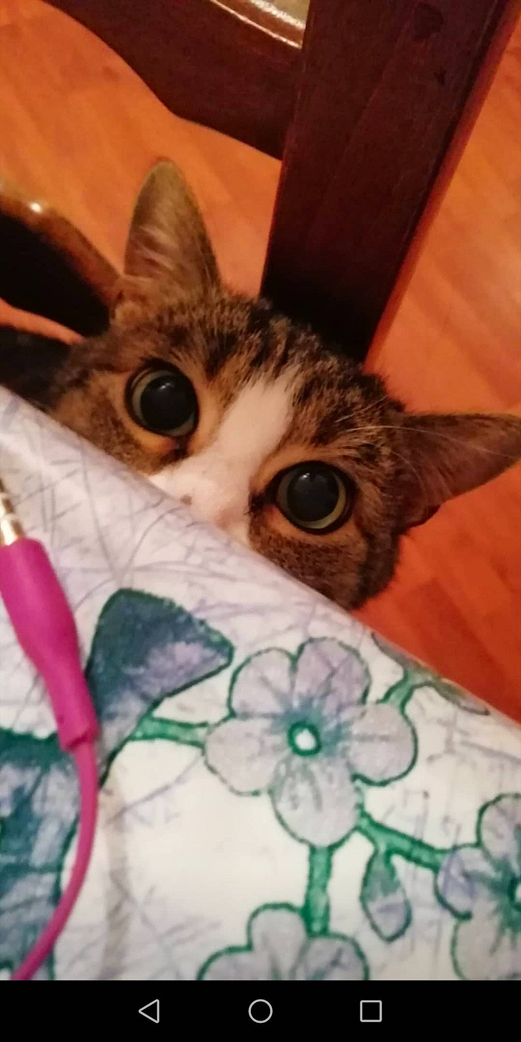 étoile participe au concours pour gagner de l'argent avec cette photo : aegean_cat, american_shorthair, american_wirehair, asian, australian_mist, california_spangled, carnivore, cat, domestic_short_haired_cat, dragon_li, european_shorthair, felidae, german_rex, kitten, mammal, ojos_azules, singapura, small_to_medium_sized_cats, tabby_cat, whiskers