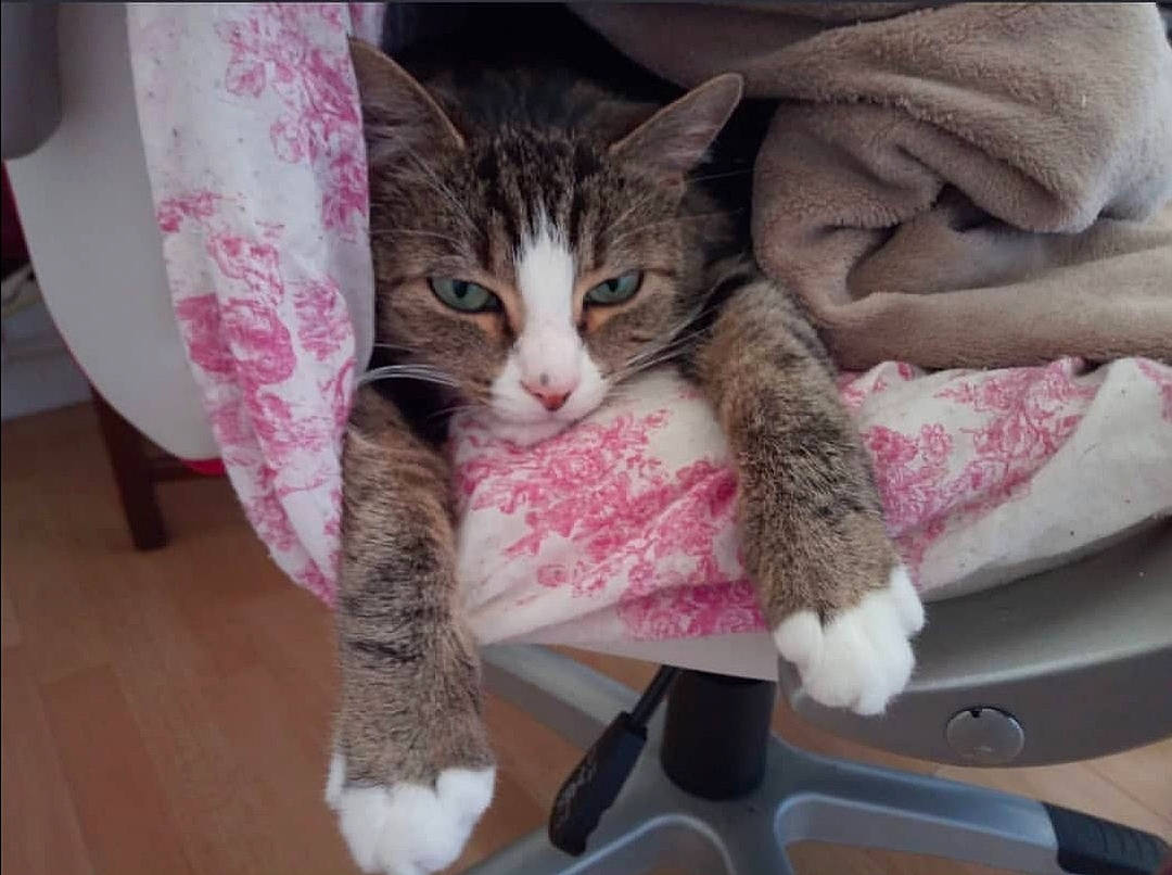 étoile participe au concours pour gagner de l'argent avec cette photo : aegean_cat, american_shorthair, asian, carnivore, cat, domestic_short_haired_cat, dragon_li, european_shorthair, felidae, fur, kitten, pink, polydactyl_cat, small_to_medium_sized_cats, tabby_cat, whiskers