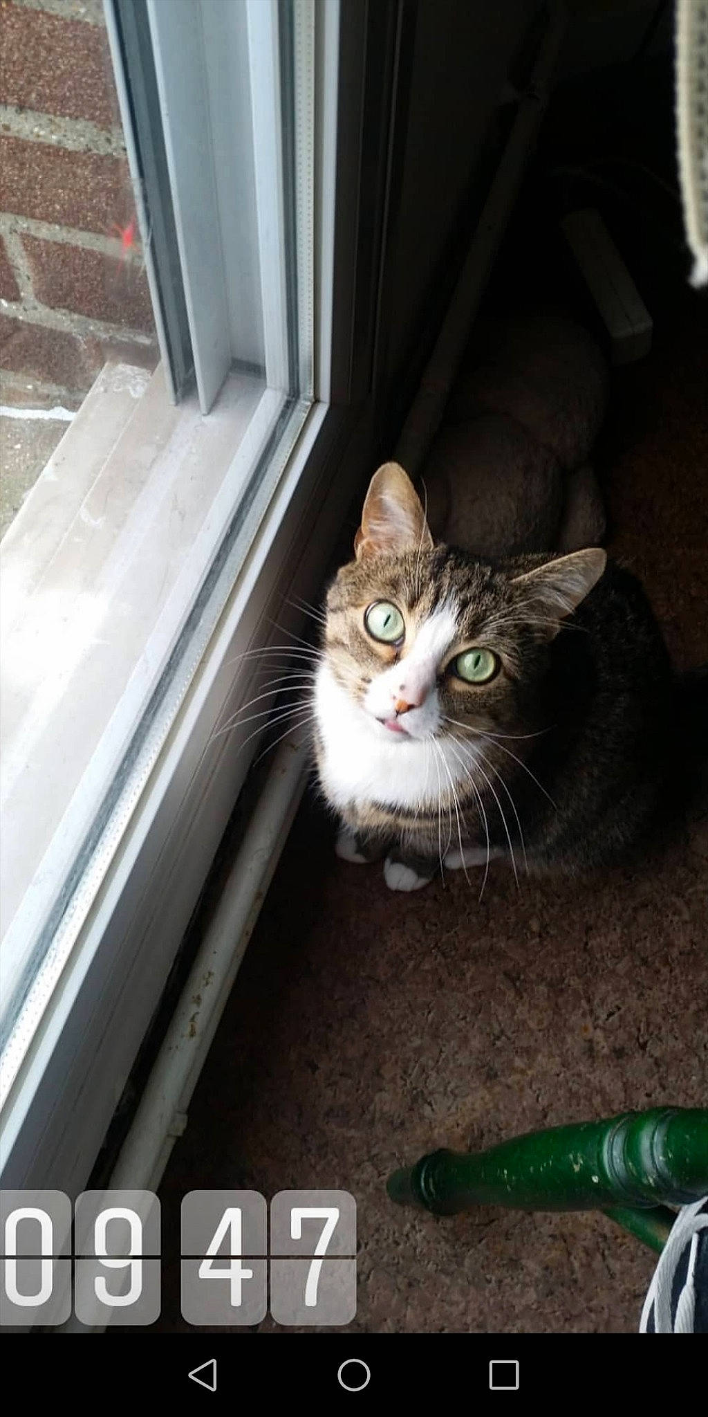 étoile a rejoint le concours — aidez-le/la à gagner de superbes lots ! aegean_cat, american_curl, american_shorthair, asian, carnivore, cat, domestic_short_haired_cat, dragon_li, european_shorthair, felidae, kitten, photo_caption, photography, small_to_medium_sized_cats, tabby_cat, whiskers, wild_cat, window