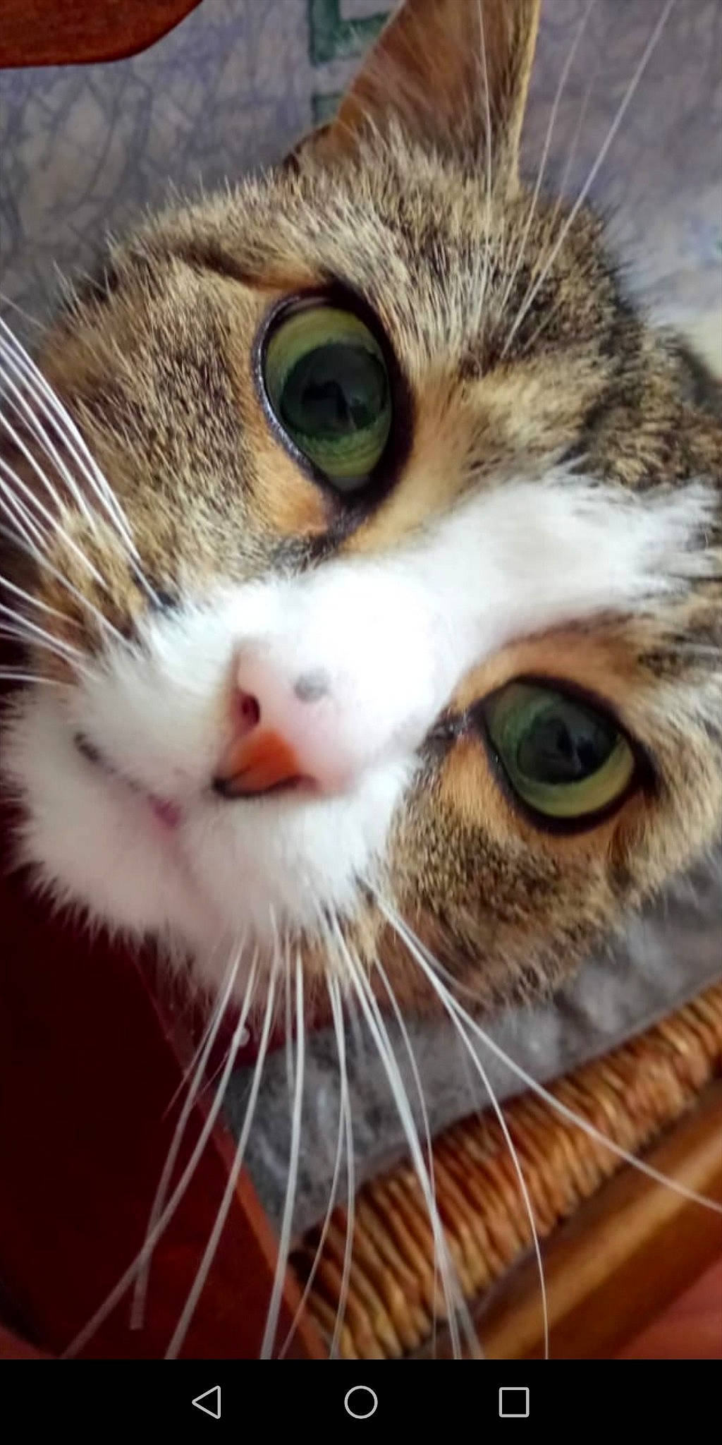 étoile participe au concours pour gagner de l'argent avec cette photo : aegean_cat, american_wirehair, asian, carnivore, cat, close_up, domestic_short_haired_cat, dragon_li, european_shorthair, eye, felidae, fur, iris, nose, organ, organism, small_to_medium_sized_cats, snout, tabby_cat, whiskers