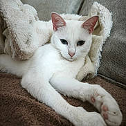 Duchesse participe au concours pour gagner de l'argent avec cette photo : cat, white_cat, pet, animal, feline, blue_eyes, pink_nose, pink_paw_pads, lying_down, relaxed, stretching, indoors, couch, cushions, blanket, fuzzy_texture, brown_surface, portrait, close_up, cute