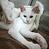cat, white_cat, pet, animal, feline, blue_eyes, pink_nose, pink_paw_pads, lying_down, relaxed, stretching, indoors, couch, cushions, blanket, fuzzy_texture, brown_surface, portrait, close_up, cute