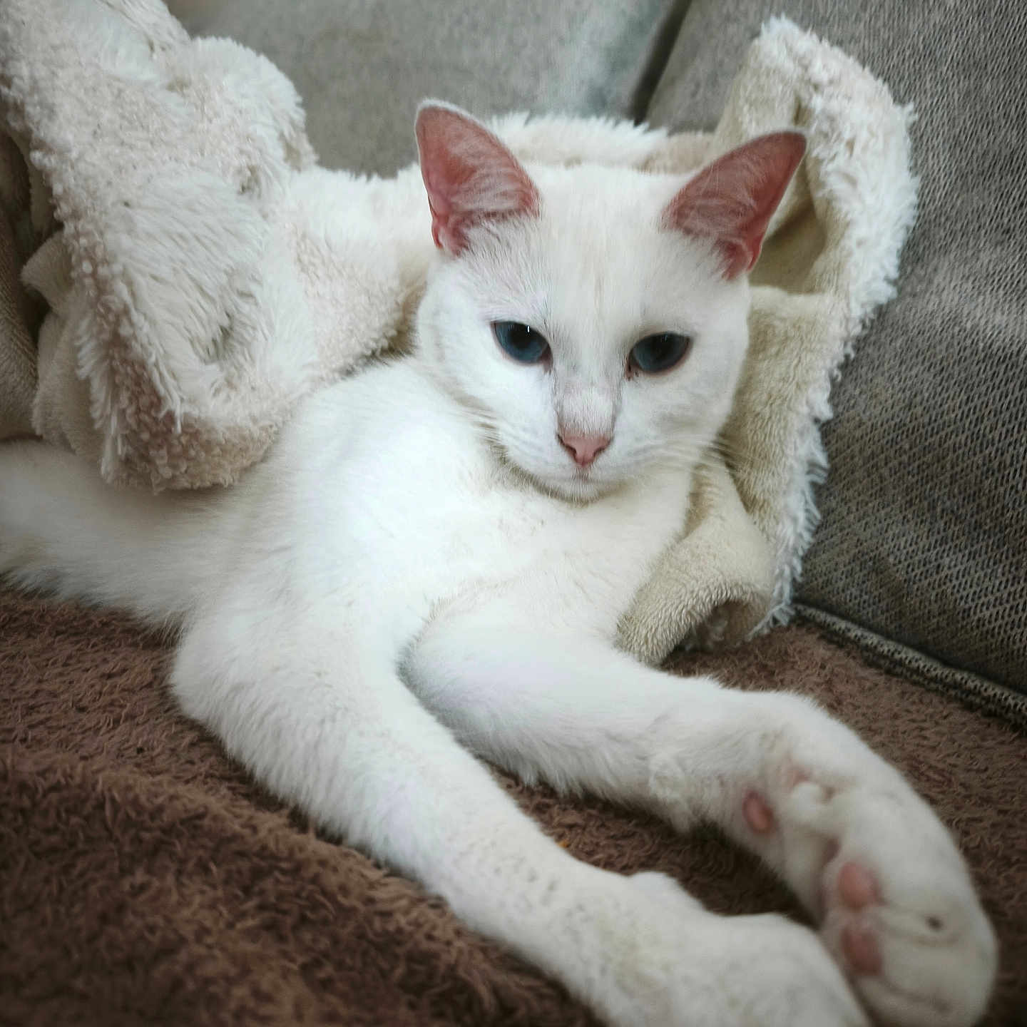 Duchesse participe au concours pour gagner de l'argent avec cette photo : cat, white_cat, pet, animal, feline, blue_eyes, pink_nose, pink_paw_pads, lying_down, relaxed, stretching, indoors, couch, cushions, blanket, fuzzy_texture, brown_surface, portrait, close_up, cute