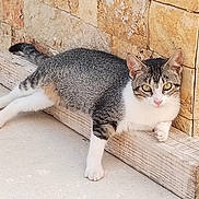 Marquee is registered to the contest to win money with this photo: cat, animal, pet, feline, resting, wood, stone_wall, outdoor, curious, green_eyes, pink_nose, texture, relaxed, laying_down, domestic_cat, nature, closeup, whiskers, ears, paws