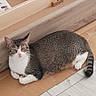 cat, tabby, white_paws, white_chest, lying_down, cardboard, floor, tiled_floor, wooden_structure, indoor, pet, animal, feline, relaxed, calm, curious, resting, side_view, domestic_cat, whiskers
