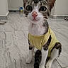 cat, yellow_shirt, indoor, tiled_floor, pet, sitting, wide_eyes, curious, white_paws, striped_fur, pink_nose, ears_up, young_cat, domestic_animal, close_up, floor_tiles, whiskers, funny_expression, small_pet, cute