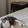 cat, tabby_cat, bed, bedding, blanket, nightstand, furniture, indoor, pet, animal, resting, white, brown, gray, striped, domestic_cat, relaxed, sleepy, soft_light, cozy