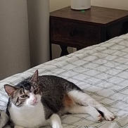 Marquee is registered to the contest to win money with this photo: bed, bedding, bedroom, cat, comfort, cozy, domestic_animal, fabric, feline, household, indoor, nightstand, pet, quiet, relaxed, resting, striped_fur, tabby_cat, white_paws, wooden_furniture