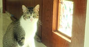 Marquee joined the competition — help win amazing prizes! cat, tabby_cat, indoor, wooden_door, stained_glass, window, light, feline, pet, animal, floor, calm, green_eyes, domestic_cat, sitting, close_up, soft_light, home_interior, quiet, curious