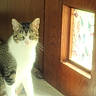 cat, tabby_cat, indoor, wooden_door, stained_glass, window, light, feline, pet, animal, floor, calm, green_eyes, domestic_cat, sitting, close_up, soft_light, home_interior, quiet, curious