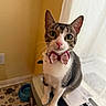 cat, tabby, bow_tie, pet, indoor, curious, sitting, paper_shredder, window, curtain, yellow_wall, floor_mat, paw_prints, blue_bowl, whiskers, ears, feline, domestic_animal, household, looking_at_camera