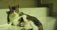 Marquee joined the competition — help win amazing prizes! animal, brown, cat, comfort, curious, feline, fur, green_eyes, indoor, looking, marble, paw, pet, relaxed, resting, shadow, stairs, sunlight, tabby, white