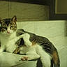 cat, tabby, stairs, marble, relaxed, animal, pet, indoor, feline, resting, shadow, sunlight, curious, looking, white, brown, green_eyes, paw, fur, comfort