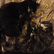 Sakura a rejoint le concours — aidez-le/la à gagner de superbes lots ! cat, sleeping, tuxedo_cat, tortoiseshell_cat, pets, animal, feline, cozy, cushion, patterned, indoor, resting, cute, fur, whiskers, tail, companion, relaxation, nap, domestic