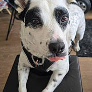 Duke joined the competition — help win amazing prizes! animal, black_spots, black_surface, chair, close_up, curious, dog, domestic, ears, eyes, floor, front_paws, fur, indoor, nose, pet, playful, resting, tongue_out, white